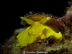 Tylodina perversa by Cumhur Gedikoglu 
